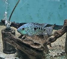 lots of fish, plecos & more (see list below) - Photo 2