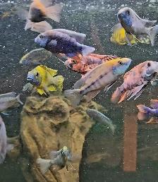 lots of fish, plecos & more (see list below) - Photo 3