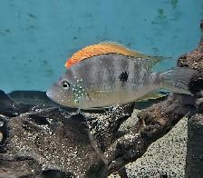 lots of fish, plecos & more (see list below) - Photo 7