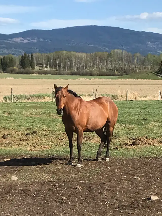2017 quarter horse/ Appaloosa mare