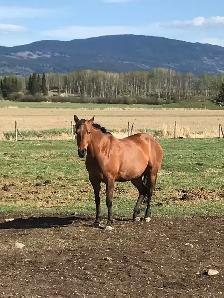 2017 quarter horse/ Appaloosa mare