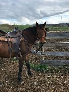 2017 quarter horse/ Appaloosa mare - Photo 2
