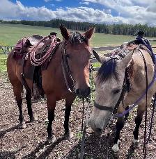 2017 quarter horse/ Appaloosa mare - Photo 3