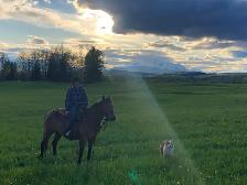 2017 quarter horse/ Appaloosa mare - Photo 5