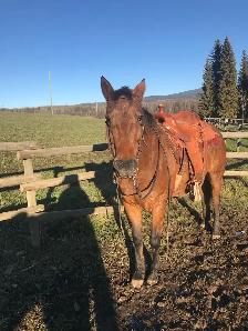 2017 quarter horse/ Appaloosa mare - Photo 6