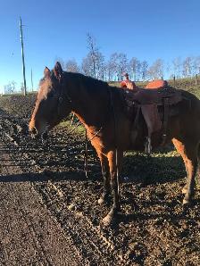 2017 quarter horse/ Appaloosa mare - Photo 7