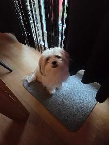 Petit mâle shihtzu a vendre