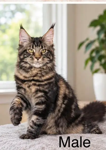 Maine Coon Kittens