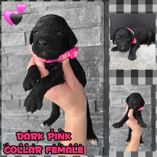 FB1 Goldendoodle