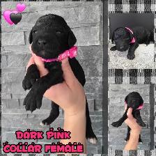 FB1 Goldendoodle
