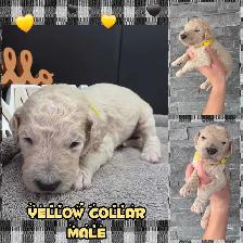 FB1 Goldendoodle - Photo 2