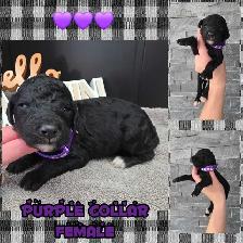 FB1 Goldendoodle - Photo 3