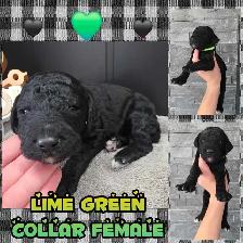 FB1 Goldendoodle - Photo 4