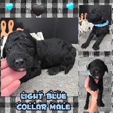 FB1 Goldendoodle - Photo 5