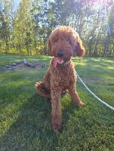 FB1 Goldendoodle - Photo 8