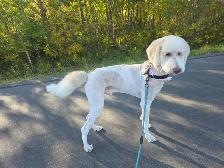 FB1 Goldendoodle - Photo 9
