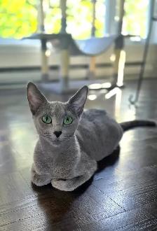 Russian Blue Kittens (Hypoallergenic) - Photo 4