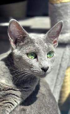 Russian Blue Kittens (Hypoallergenic) - Photo 5