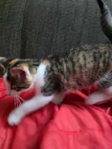 Chaton adorable à vendre - Photo 2
