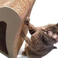 Holiday Special iPet Cat Scratcher - 145 L, was $35, now $30 - Photo 6