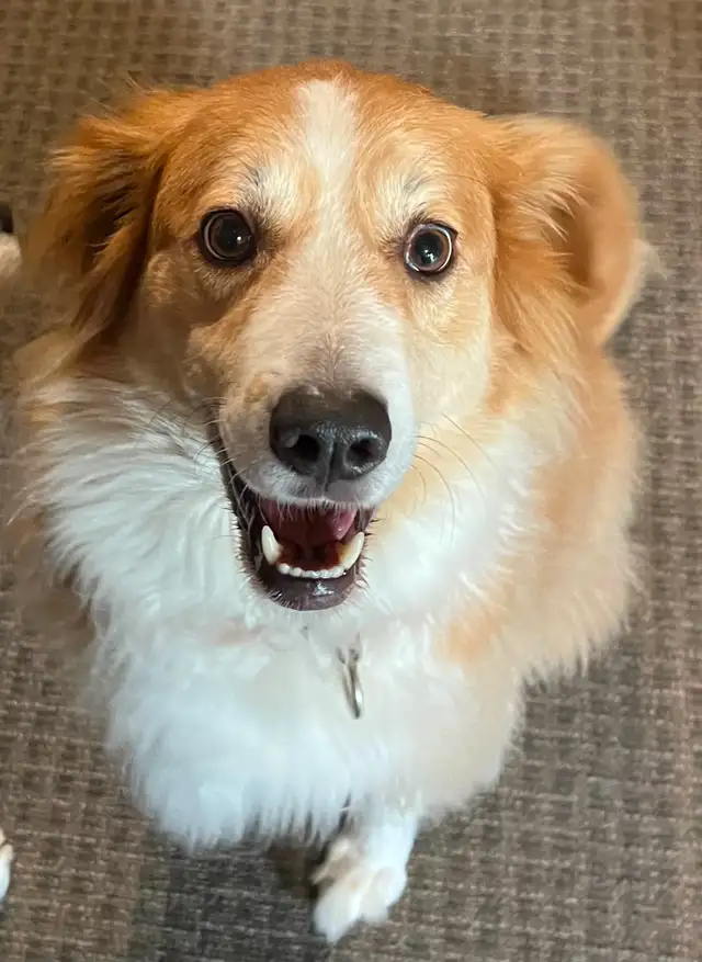 Lost Collie Mix Belleville Ontario
