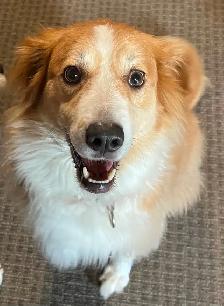 Lost Collie Mix Belleville Ontario