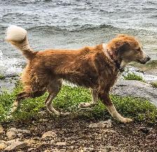 Lost Collie Mix Belleville Ontario - Photo 2