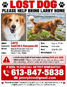 Lost Collie Mix Belleville Ontario - Photo 3