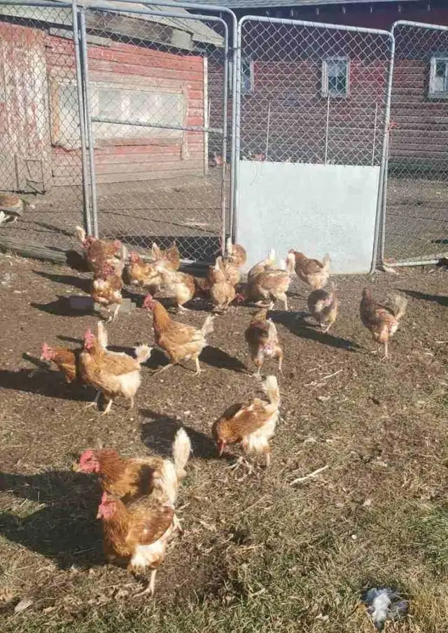 Laying Hens for Sale