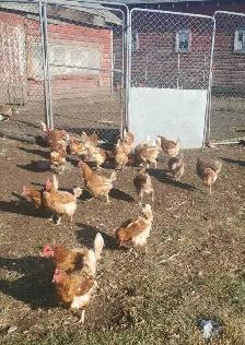 Laying Hens for Sale