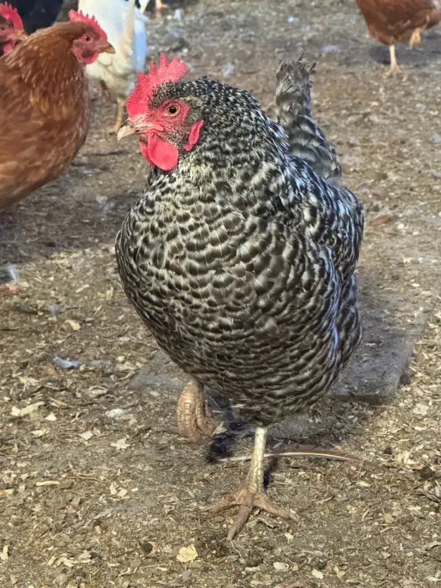 Breeding Quads of Chickens
