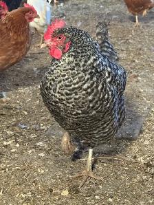 Breeding Quads of Chickens