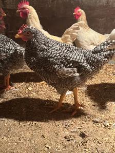 Breeding Quads of Chickens - Photo 2