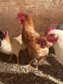 Breeding Quads of Chickens - Photo 3