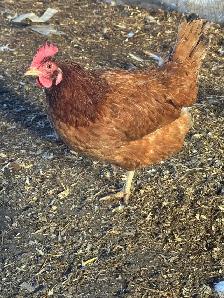 Breeding Quads of Chickens - Photo 4