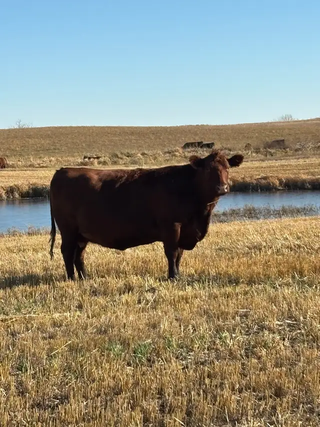 Bred Cows