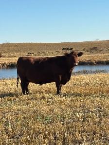 Bred Cows