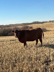 Bred Cows - Photo 2