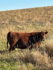 Bred Cows - Photo 3