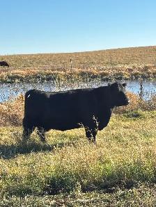 Bred Cows - Photo 4