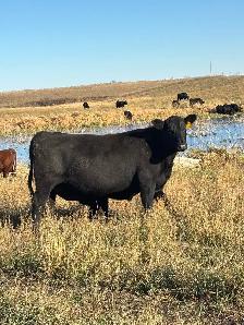 Bred Cows - Photo 5