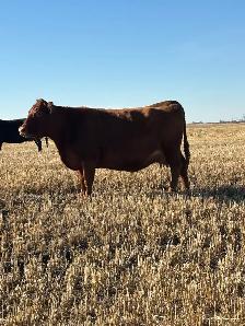 Bred Cows - Photo 6