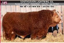 Bred Cows - Photo 7