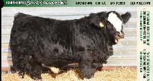Bred Cows - Photo 8