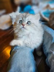 British Longhair Chinchilla kittens available - Photo 2