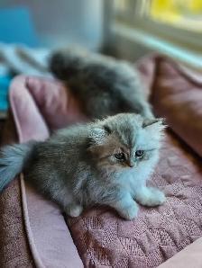 British Longhair Chinchilla kittens available - Photo 6