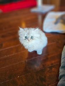 British Longhair Chinchilla kittens available - Photo 7