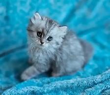 British Longhair Chinchilla kittens available - Photo 10