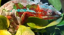 Male Panther Chameleon Ambilobe