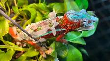 Male Panther Chameleon Ambilobe - Photo 2